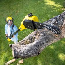 Best Lawn Renovation and Restoration  in Attica, MI