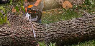 Best Root Management and Removal  in Attica, MI