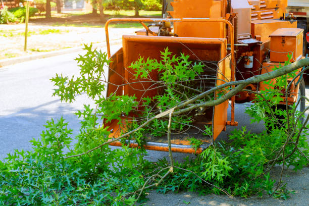 Best Tree Preservation Services  in Attica, MI