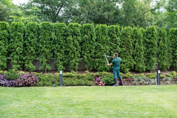 Best Lawn Irrigation Installation and Maintenance  in Attica, MI