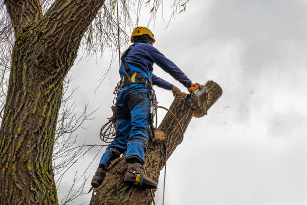 Best Tree and Shrub Care  in Attica, MI