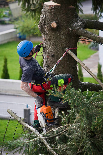 Best Utility Line Clearance  in Attica, MI