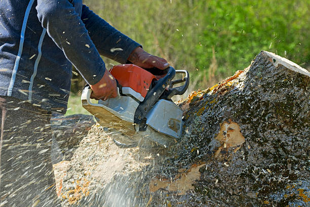 Best Tree Preservation Services  in Attica, MI